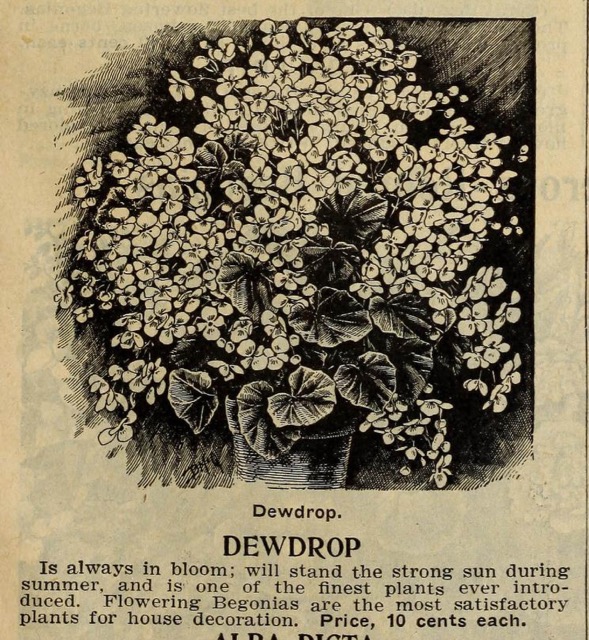 B. ‘Dewdrop’